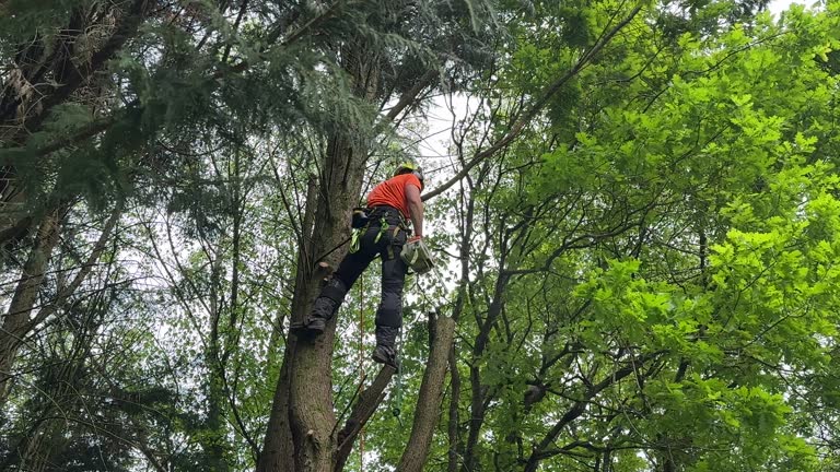 Best Tree Disease Treatment  in Arcadia, WI